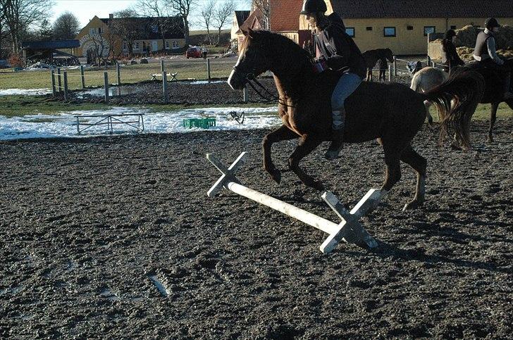 Arabisk fuldblod (OX) Skovlys Tonado billede 5