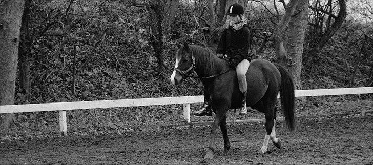 Arabisk fuldblod (OX) Skovlys Tonado billede 6