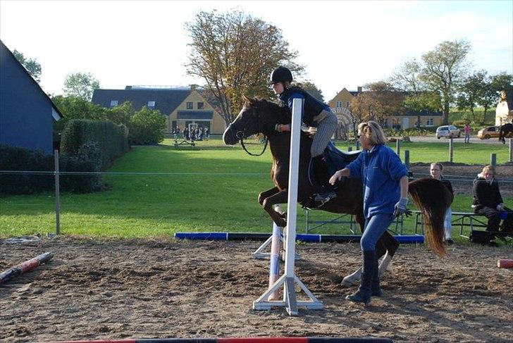 Arabisk fuldblod (OX) Skovlys Tonado billede 7