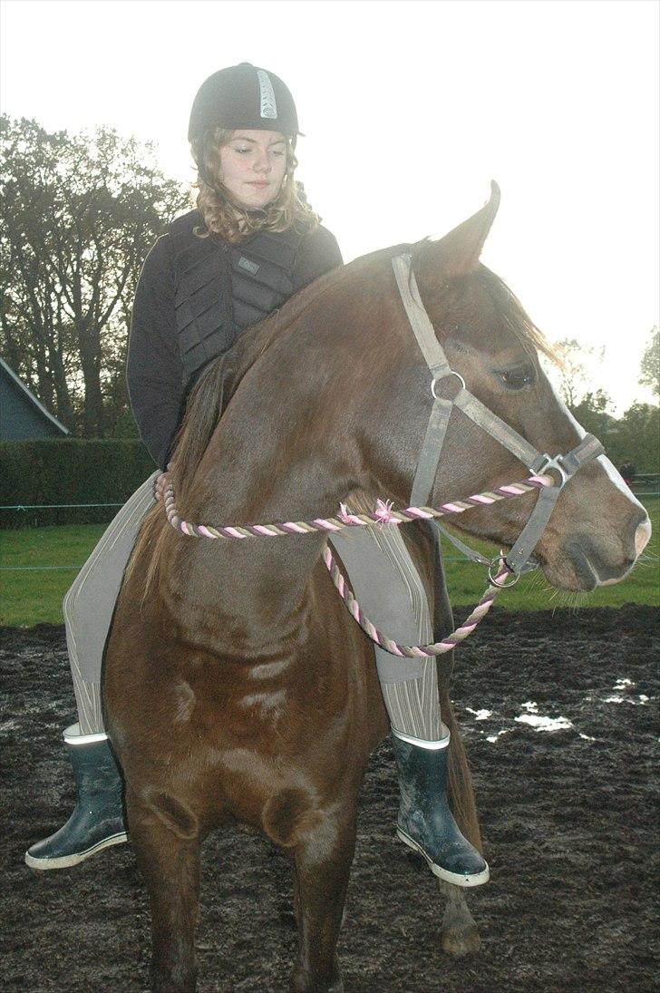 Arabisk fuldblod (OX) Skovlys Tonado billede 8