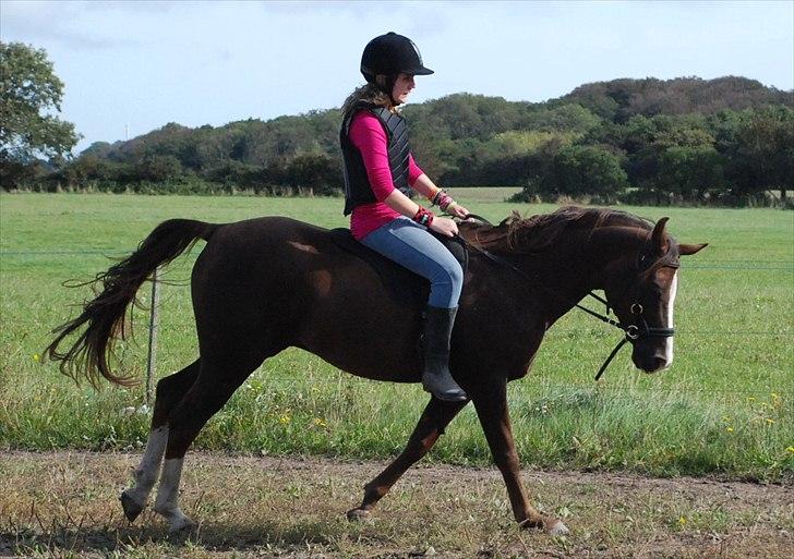 Arabisk fuldblod (OX) Skovlys Tonado billede 9