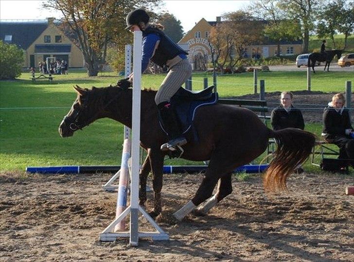 Arabisk fuldblod (OX) Skovlys Tonado billede 10