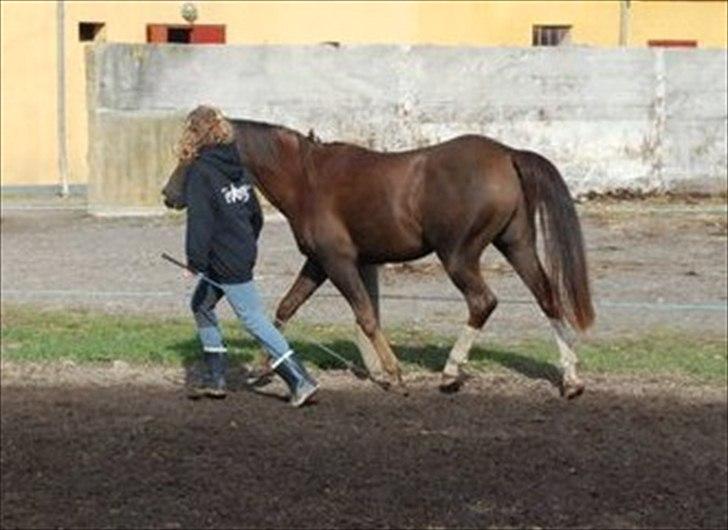 Arabisk fuldblod (OX) Skovlys Tonado billede 11