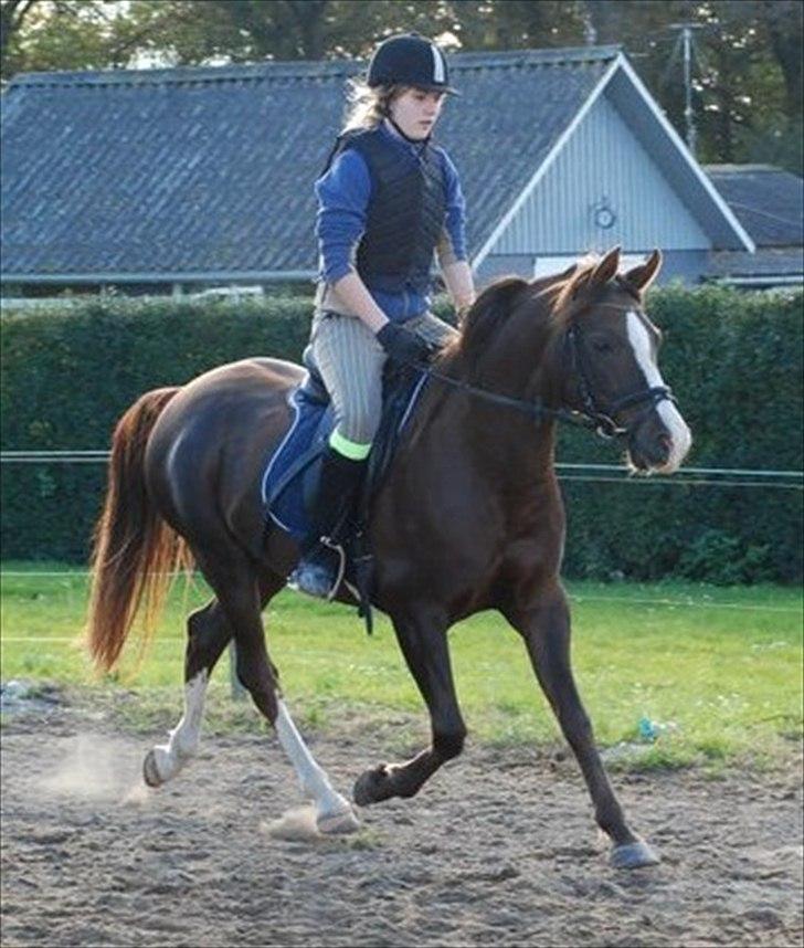 Arabisk fuldblod (OX) Skovlys Tonado billede 12