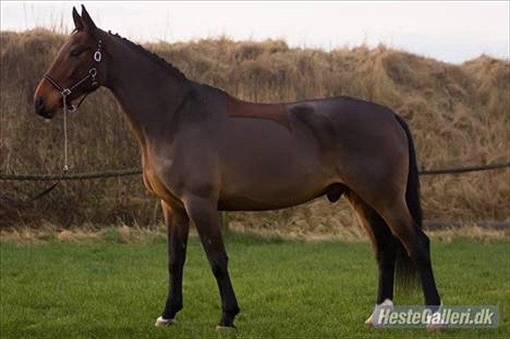 Zangersheide Goss Alfarvad Z - Goss du kan ikke beskrives med ord. Fotograf:Ejer michella billede 2