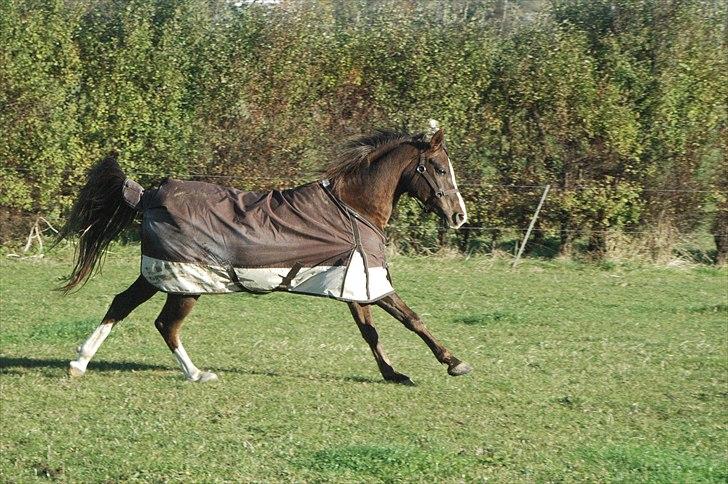 Arabisk fuldblod (OX) Skovlys Tonado billede 13