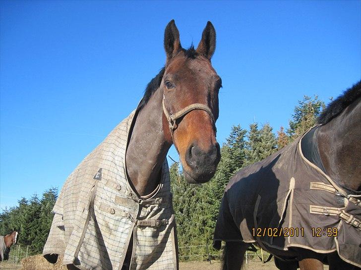 Zangersheide Goss Alfarvad Z - Manse på fold. Han ser bare cute ud<3:D Fotograf: Anna (mig selv) billede 6