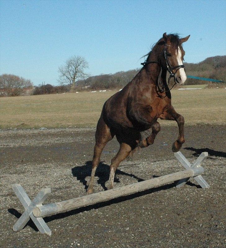 Arabisk fuldblod (OX) Skovlys Tonado billede 14