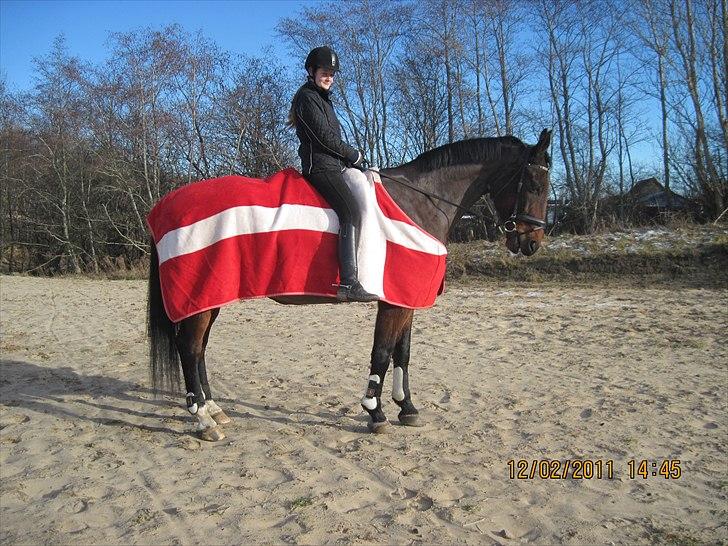 Zangersheide Goss Alfarvad Z - Smukke goss efter ridning: Fotograf:Katrine billede 4