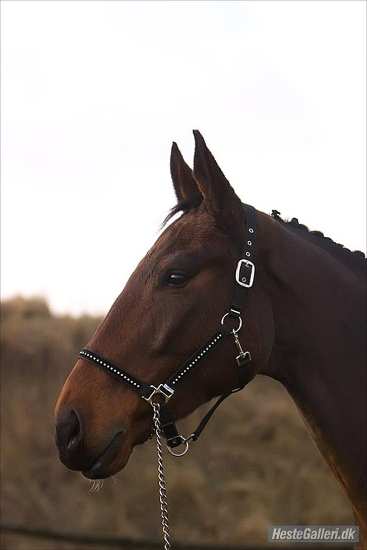 Zangersheide Goss Alfarvad Z - Gosses smukke hoved.  Fotograf:Ejer michella billede 17