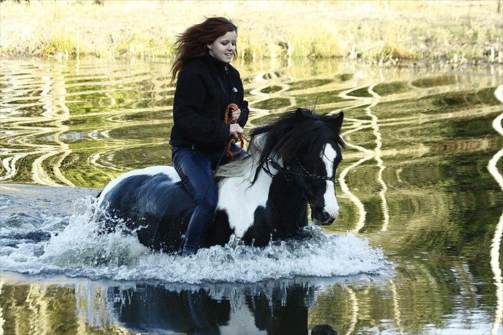 Irish Cob | Rain |  - 10.04.11  billede 18