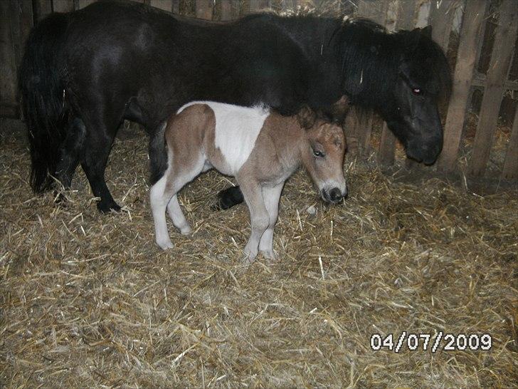Shetlænder Mc´s twinster  billede 1