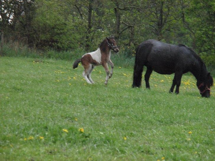 Shetlænder Mc´s twinster  - vil gerne prøve og snakke med dig, men min mor siger i er farlige, såå ved ikke helt billede 2