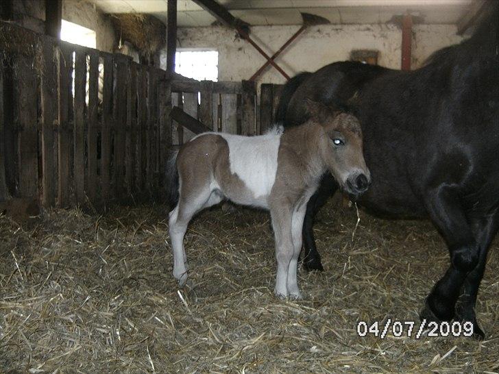 Shetlænder Mc´s twinster  billede 3