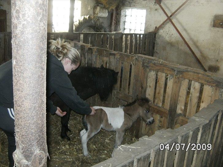 Shetlænder Mc´s twinster  billede 4