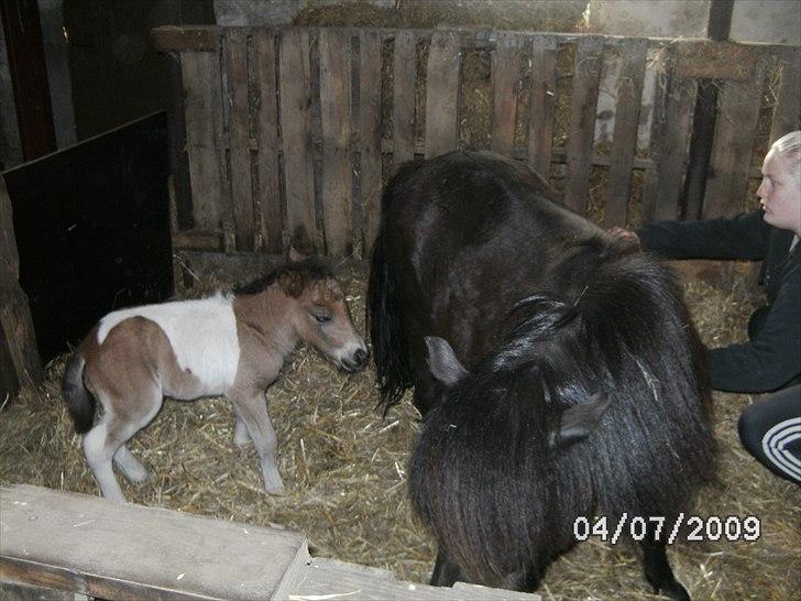 Shetlænder Mc´s twinster  billede 5