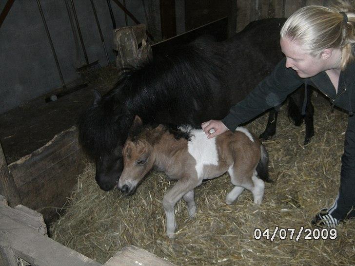 Shetlænder Mc´s twinster  billede 6