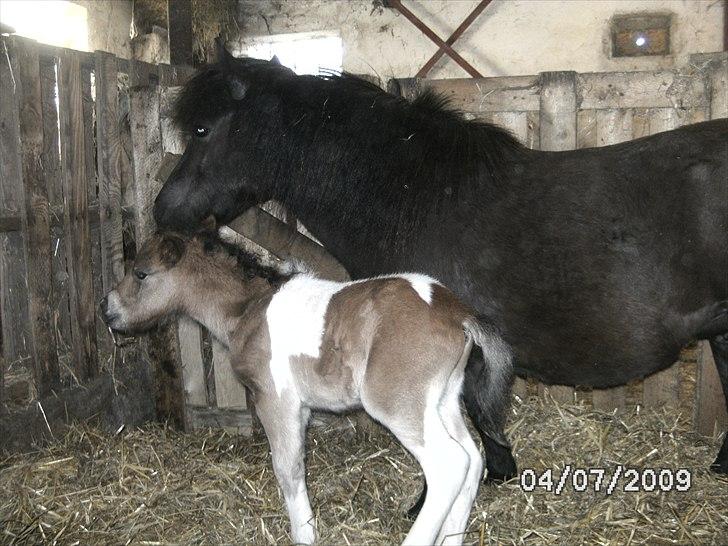 Shetlænder Mc´s twinster  billede 7