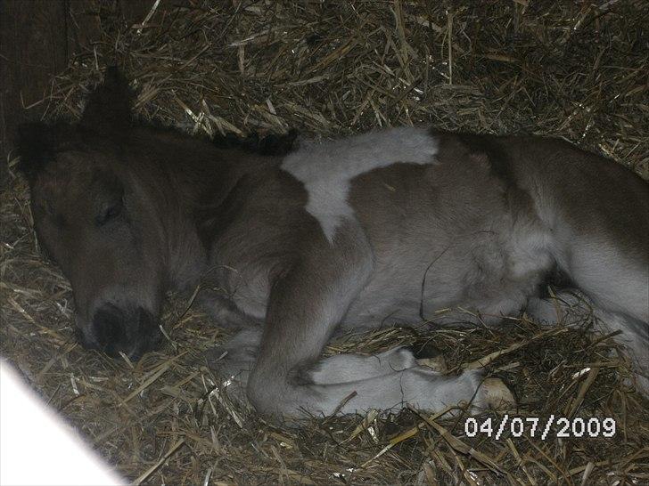 Shetlænder Mc´s twinster  billede 8