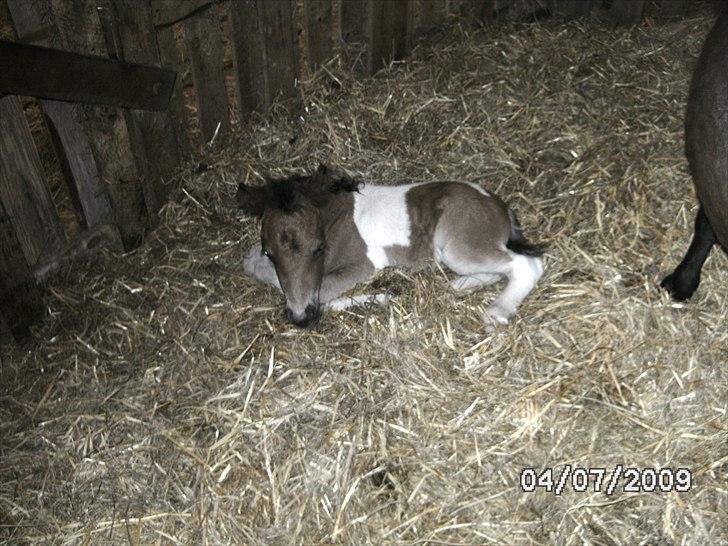 Shetlænder Mc´s twinster  - godnat billede 9