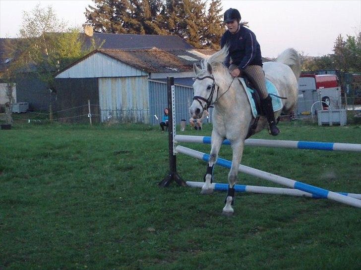 Connemara Birkely surprise  billede 8