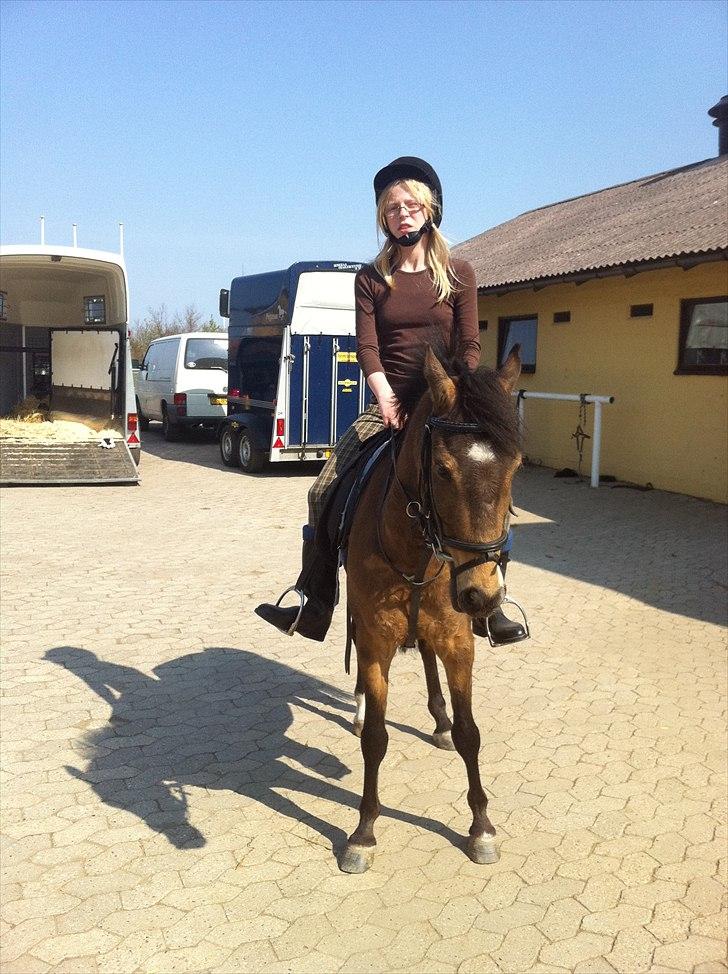 Hollandsk Sportspony Jalle billede 1