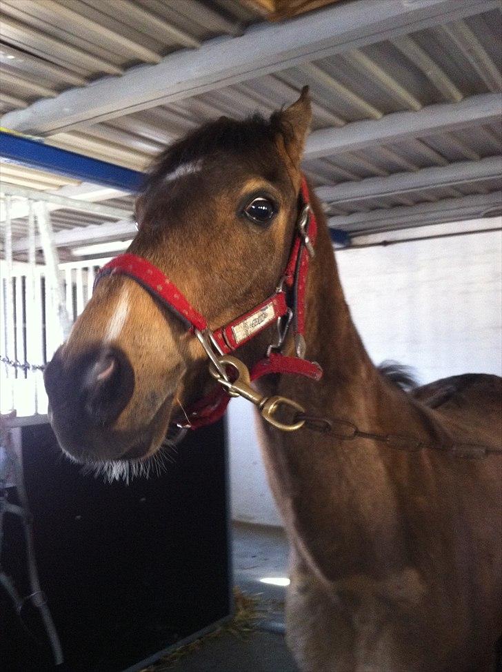 Hollandsk Sportspony Jalle - jallebasse! billede 2