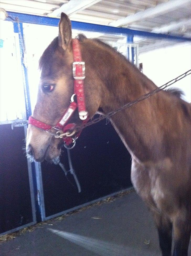 Hollandsk Sportspony Jalle - jalle billede 3