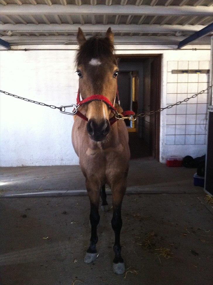 Hollandsk Sportspony Jalle - jalle igen:D billede 4