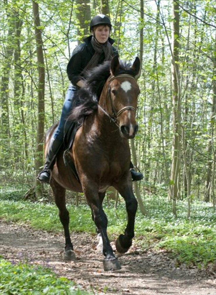 Anden særlig race Bianca *rideskolehest* - Foto: Franco Hansen - April 2011 billede 15