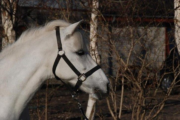 Tysk Sportspony Lonia<3  - smukke pony da! Venligst lånt af ejer Karoline Ravnholt!<3 billede 8