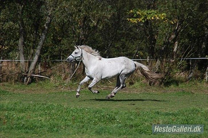 Tysk Sportspony Lonia<3  - Prinsessen på folden hos ejer!<3 billede 9