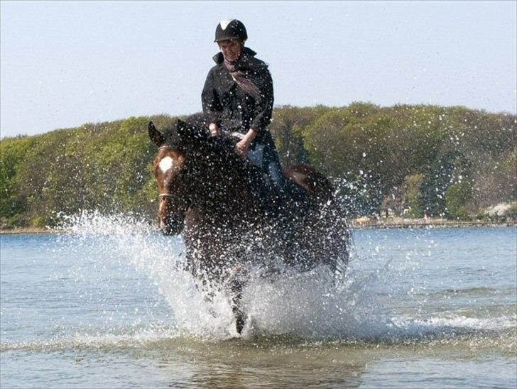 Anden særlig race Bianca *rideskolehest* - Foto: Franco Hansen - April 2011 billede 17