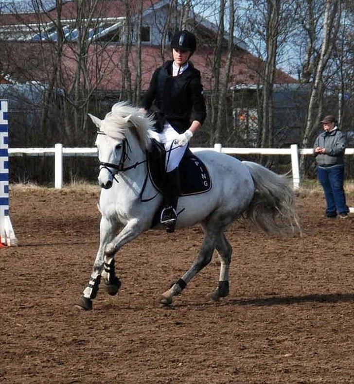 Tysk Sportspony Lonia<3  - Den lækreste galop ever!<3 billede 10