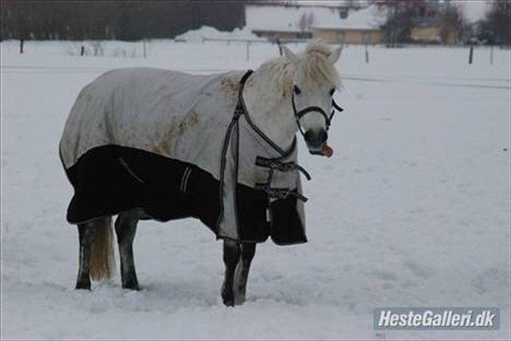 Tysk Sportspony Lonia<3  - Lonie i vintervejret! Lånt af Ejer Karoline Ravnholt<3 billede 11