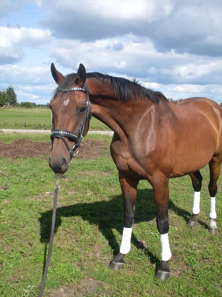 Dansk Varmblod Sachiko - september 2010, hun er efterhånden blevet en lækker hest?? en af de få der bliver kønnere med alderen?? billede 15