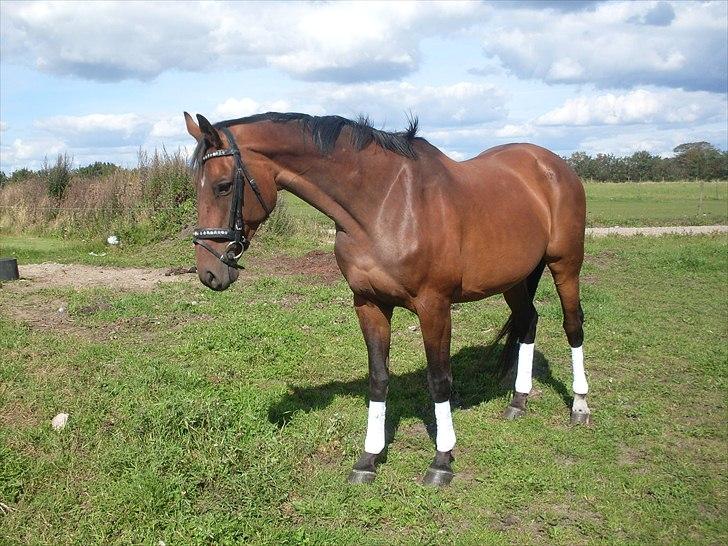 Dansk Varmblod Sachiko - september 2010 billede 16