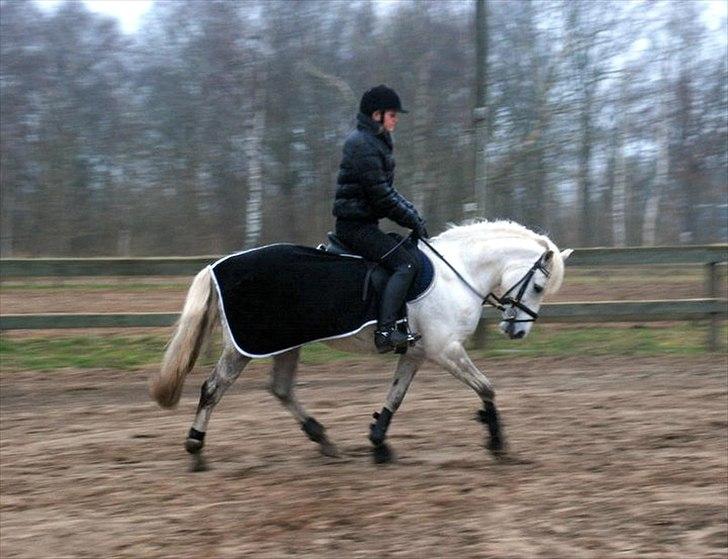 Tysk Sportspony Lonia<3  - Prinsessen til springtræning<3 billede 14