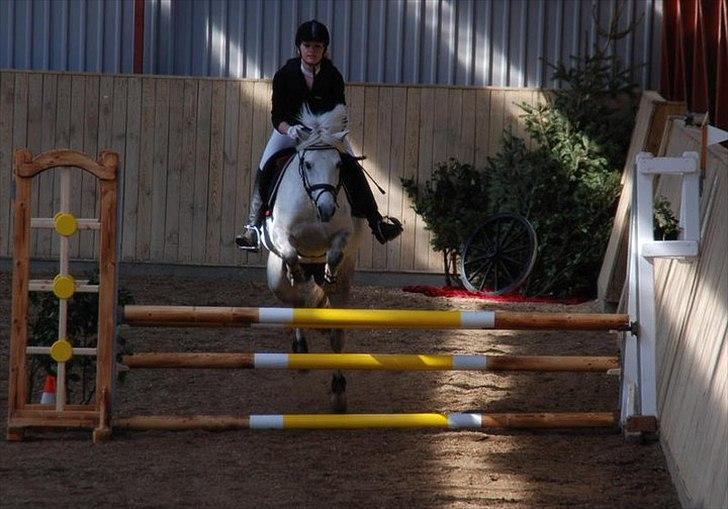 Tysk Sportspony Lonia<3  - Smukke pigen i langholt!<3 billede 17