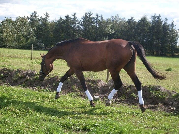 Dansk Varmblod Sachiko - september 2010 billede 20