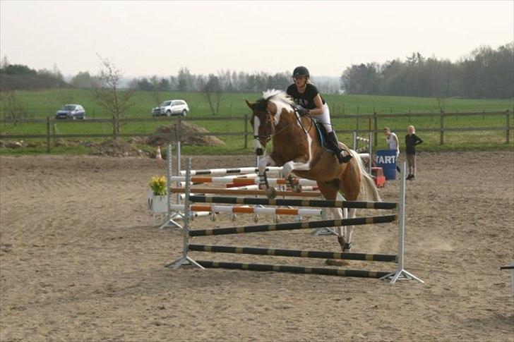 Polsk Varmblod Pensylwanczyk billede 7