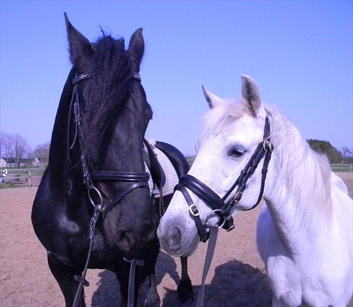 Pura Raza Española Blanca - BFF-billedet. Gooitske og Blanca, total perleveninder. ;D - Foto: Mig billede 20