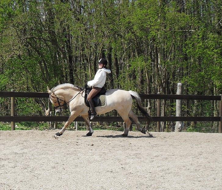 Fjordhest Bredekærgårds Tea R.I.P - Forandring fryder!  billede 6