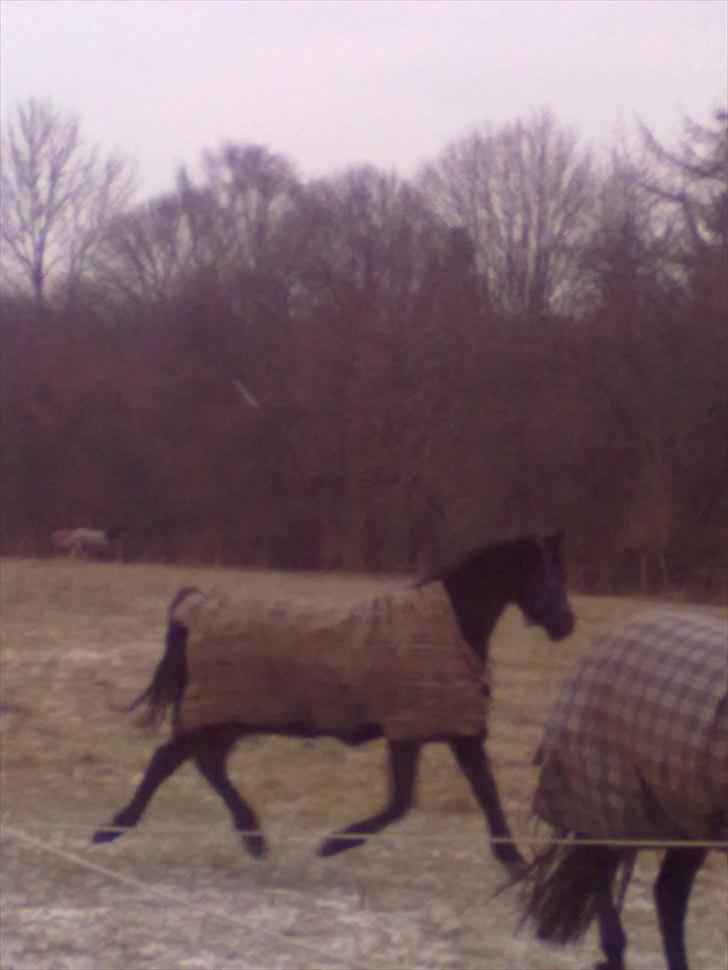 Anden særlig race Ravnholts Blaze billede 14