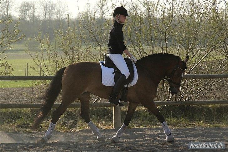 New Forest Majgårdens Apricot *Cody* - I Letridning :) Darup Rideklub 23-04-2011. Foto: Laura Boqut. billede 13