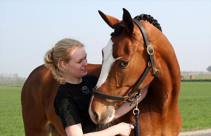 Dansk Varmblod Diva billede 10