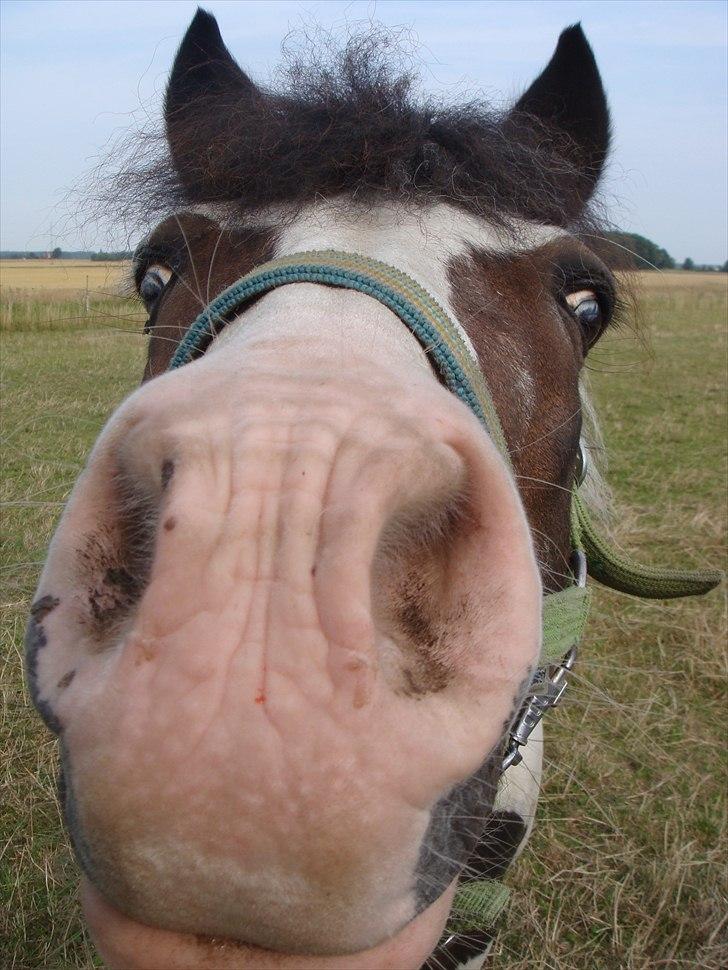 Anden særlig race Pinocchio billede 11