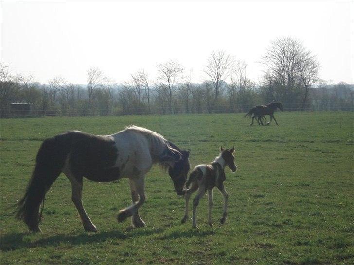 Anden særlig race Sunday billede 3