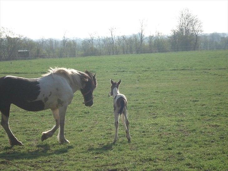 Anden særlig race Sunday billede 5