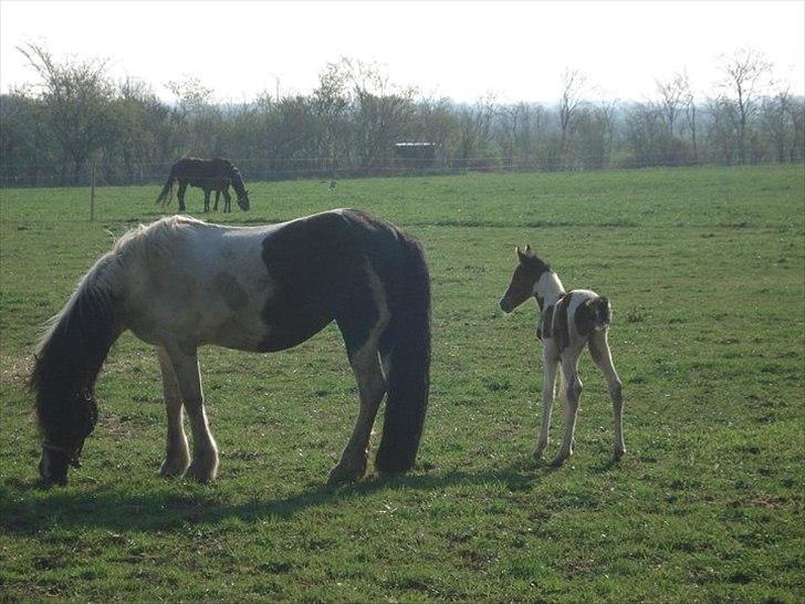 Anden særlig race Sunday billede 6